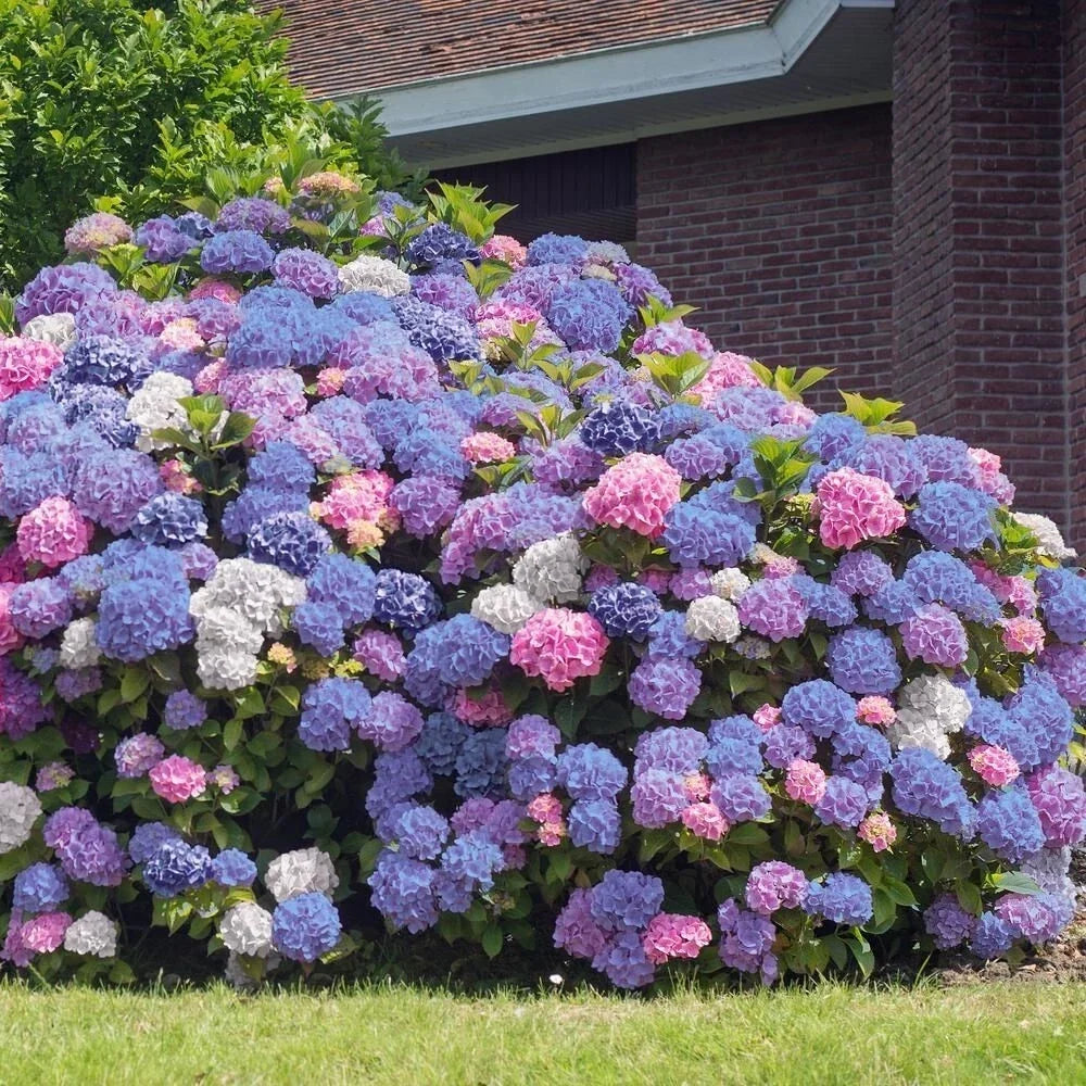 3-in-1 Hydrangea Seeds - Perennial Flowering Shrub Pack - Hydrangea macrophylla - Blue, Pink, White Varieties