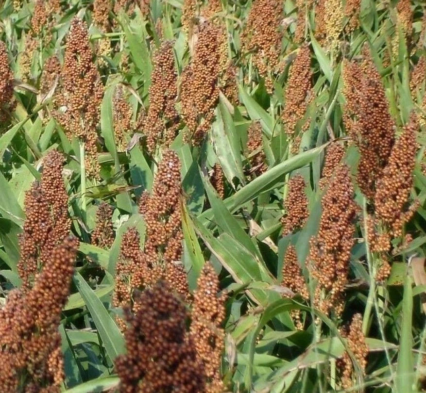 Broom Corn Seeds 50+ Grain ROX Orange Syrup Cane Sorghum - Non-GMO, Free Shipping