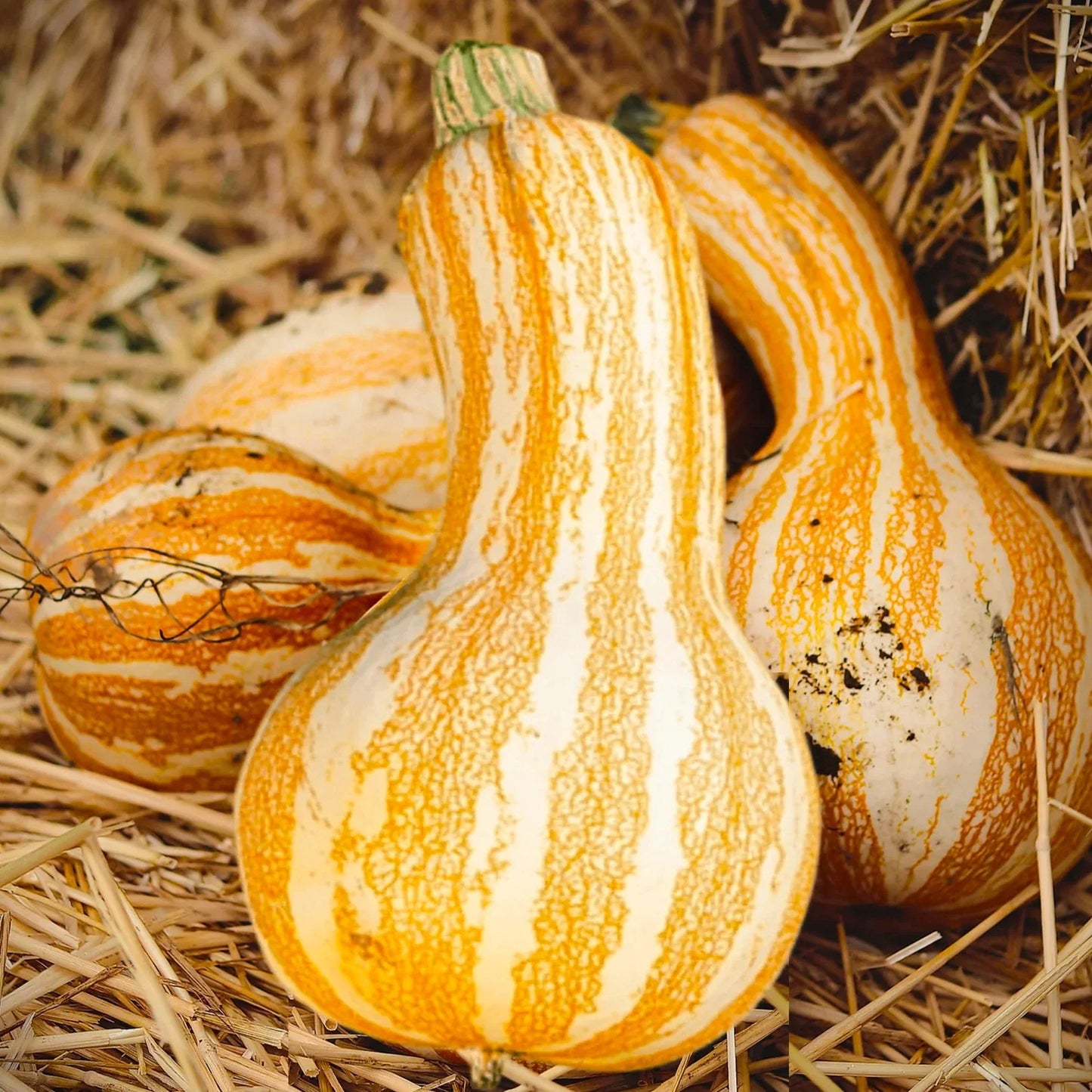 Cushaw Pumpkin Seeds - Orange Striped Variety - Cucurbita mixta - Garden, Culinary, Ornamental
