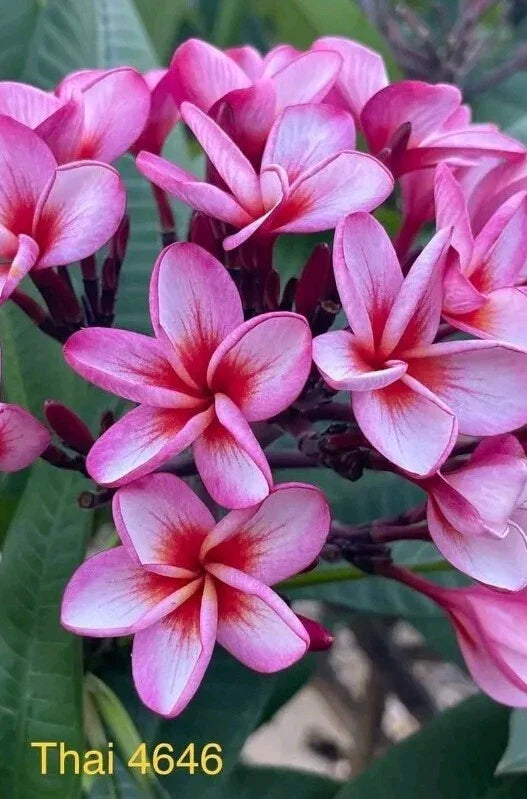 Pink Thai Plumeria Plant - Rooted 3 Inch Pot - Plumeria rubra