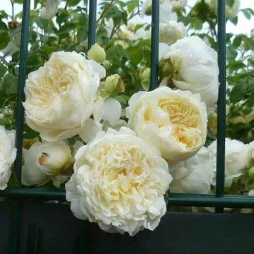 Climbing Rose Cuttings 4-Pack Perpetually Yours English Legend Rosa 'HARfable' Garden Flower