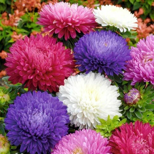 Powder Puff China Aster Seeds Mix – Callistephus Chinensis, Cut Flowers, Vibrant Colors, Over 500 Seeds, USA Grown