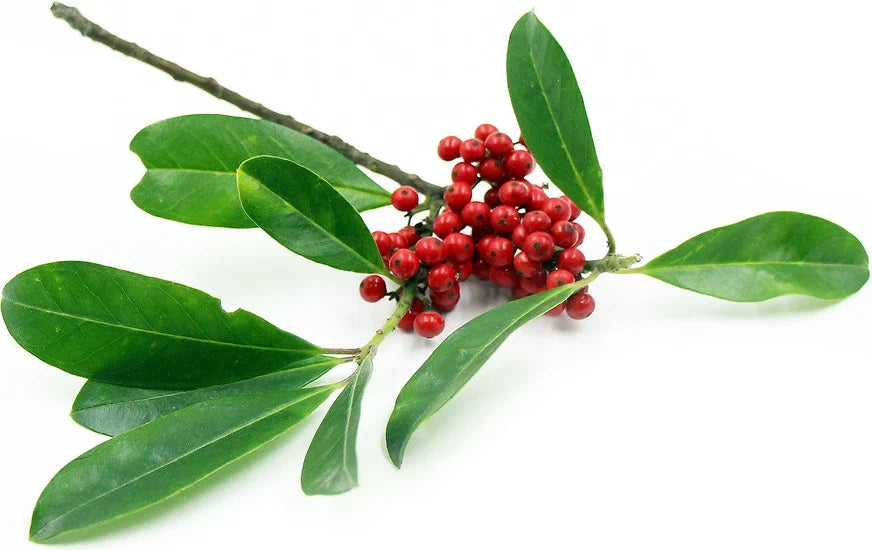 Yerba Mate Live Starter Plant - 5 Inch+ Pesticide-Free Ilex paraguariensis Herbal Tea Plant