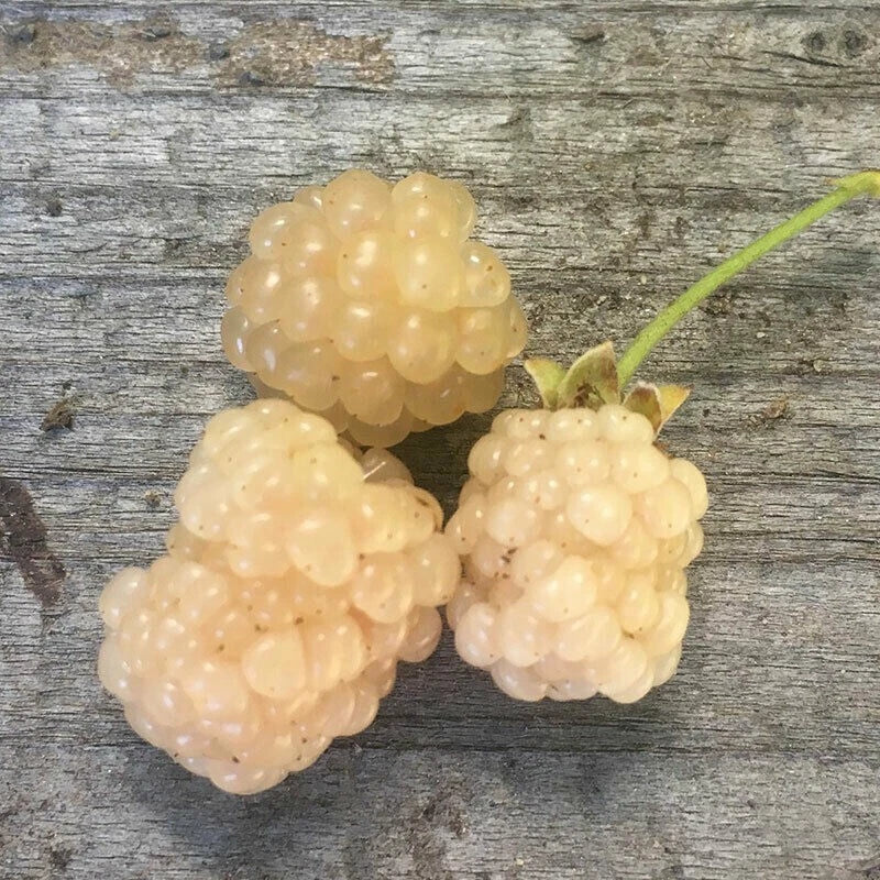 Snowbank White Blackberry Plant - Live Rooted Starter, Self-Pollinating, Organic, Zones 5-8, Rubus fruticosus