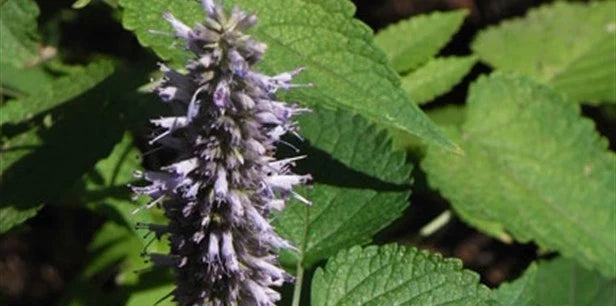Korean Mint Seeds - Culinary & Medicinal Aromatic Herb - Mentha arvensis var. piperascens - Grow Your Own