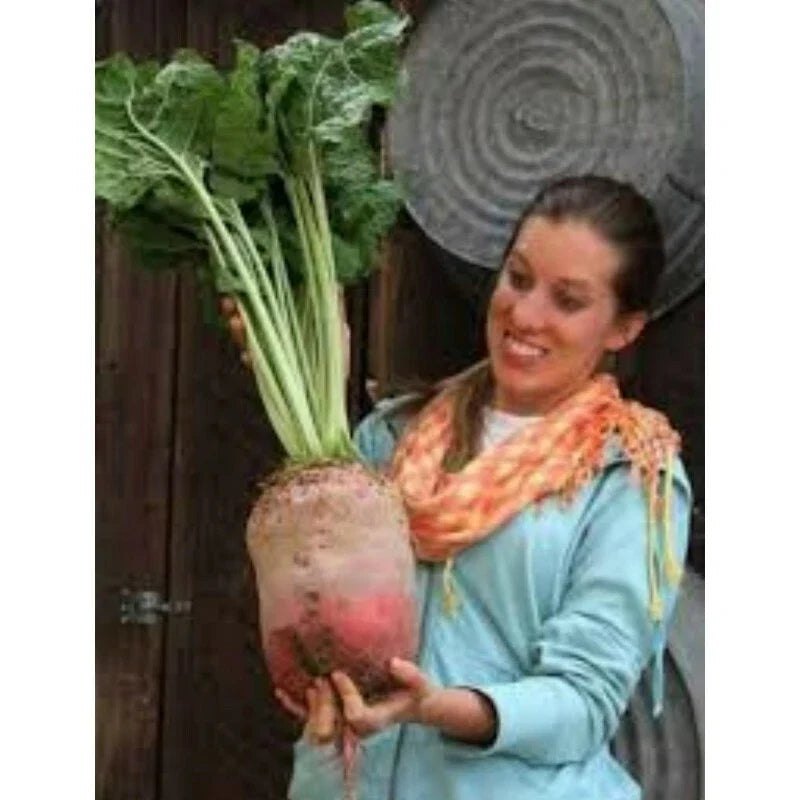 Mammoth Mangel Beet Seeds - 50 Count - Grow Giant Beta vulgaris Beets for Large Harvests