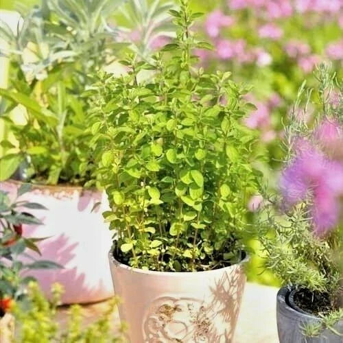 Organic Italian Oregano Seeds - Perennial Herb for Container Garden - 500+ Non-GMO Seeds - Origanum vulgare
