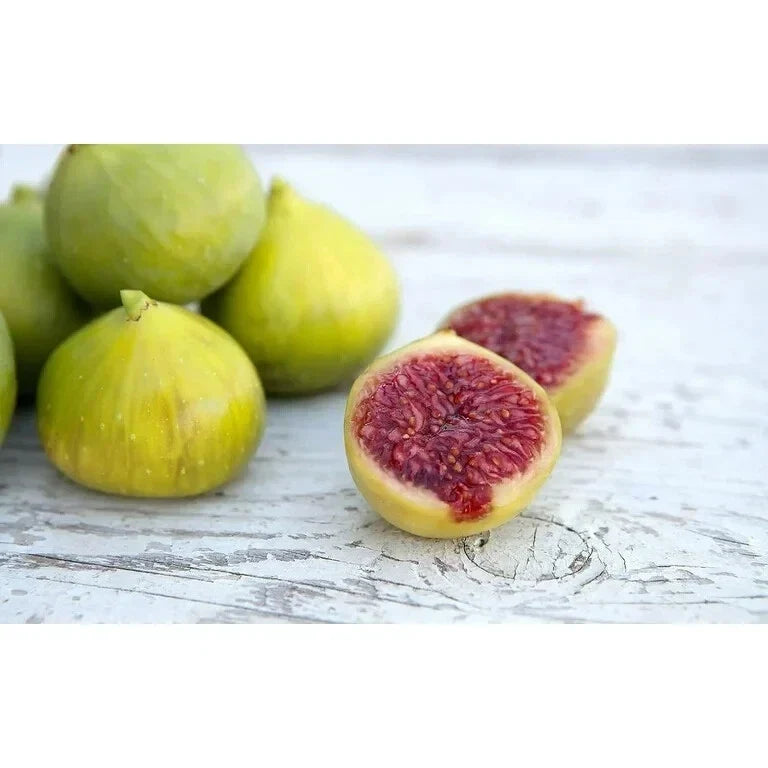 LSU Gold Fig Plant - Live Rooted Starter, Self-Pollinating, Honey-Flavored Ficus carica for Zones 7-10, Potted Garden or Patio