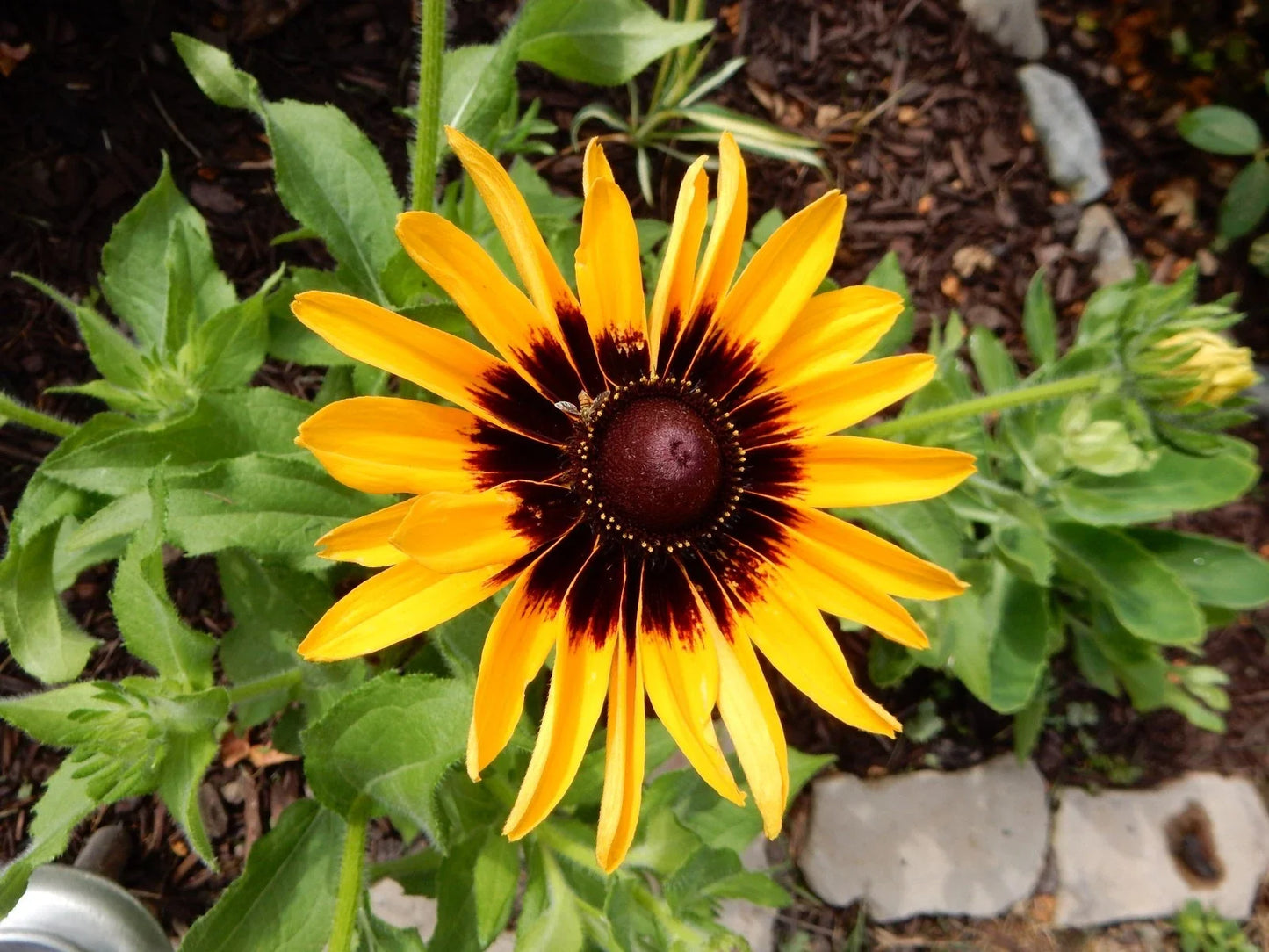 Echibeckia Summerina Yellow Perennial Plants – Vibrant Yellow Blooms, Drought-Tolerant, Pollinator-Friendly, Garden Borders & Containers