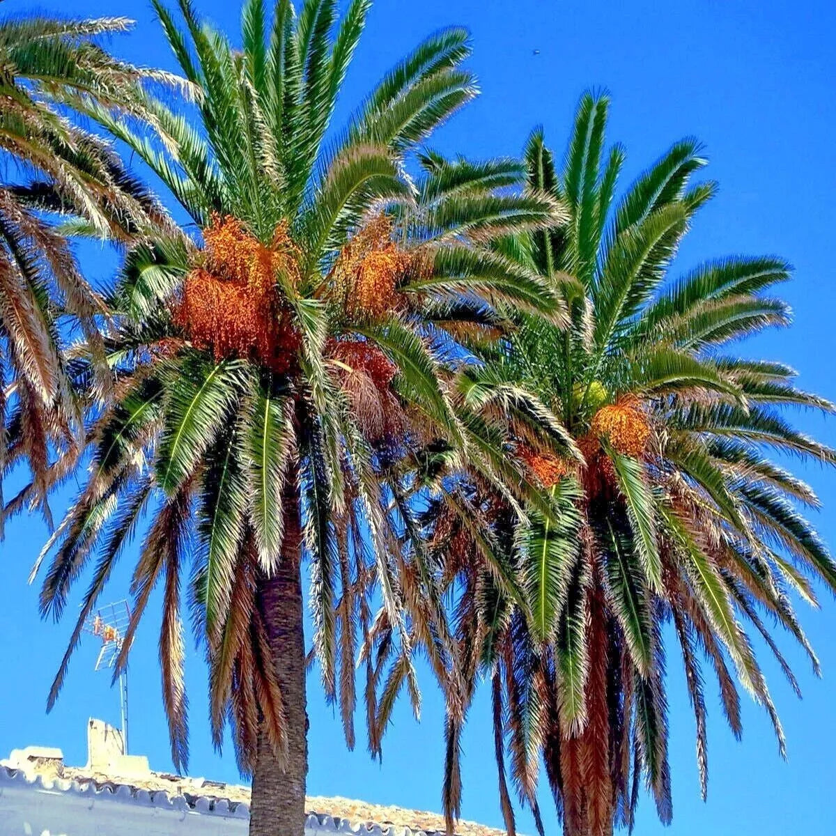 Date Palm Tree Seeds - 20 Pack, Edible Fruit, Phoenix dactylifera, Hardy to Zone 8, Drought Tolerant, Tropical Garden Plant