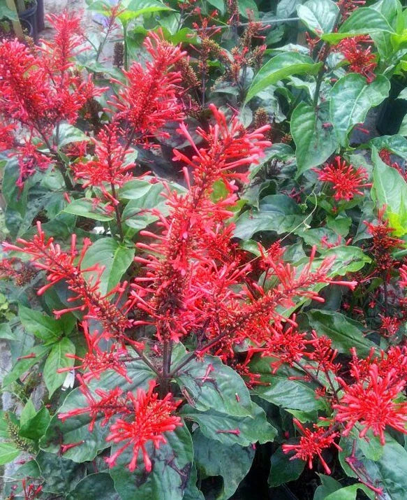 Fire Spike Red Starter Plant, Odontonema strictum, Hummingbird Attracting, Indoor & Outdoor Garden, Rooted Plant