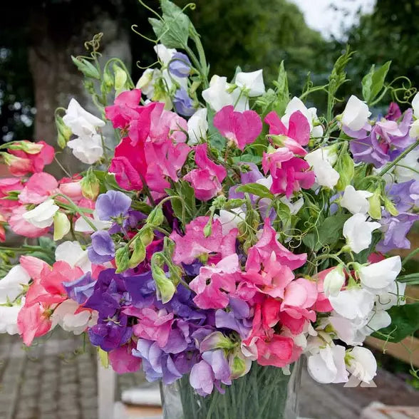 Bijou Mix Sweet Pea Seeds | Heirloom Lathyrus odoratus | Non-GMO Garden Seeds
