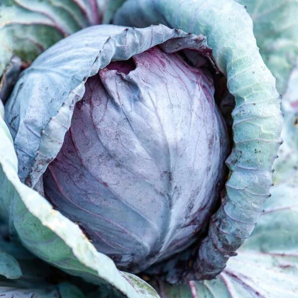 Stonehead Cabbage Seeds - 500+ Pack, Brassica oleracea var. capitata, Compact, Non-GMO Vegetable Seeds