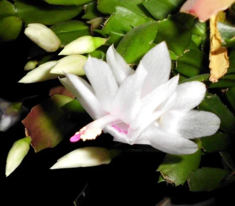 Thanksgiving Cactus Cuttings 2-Segment White Schlumbergera Truncata Unrooted Propagation Plant