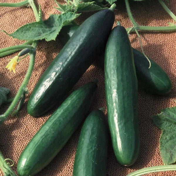 Diva Cucumber Seeds Hybrid Non-GMO Cucumis sativus AAS Winner Pack of 25