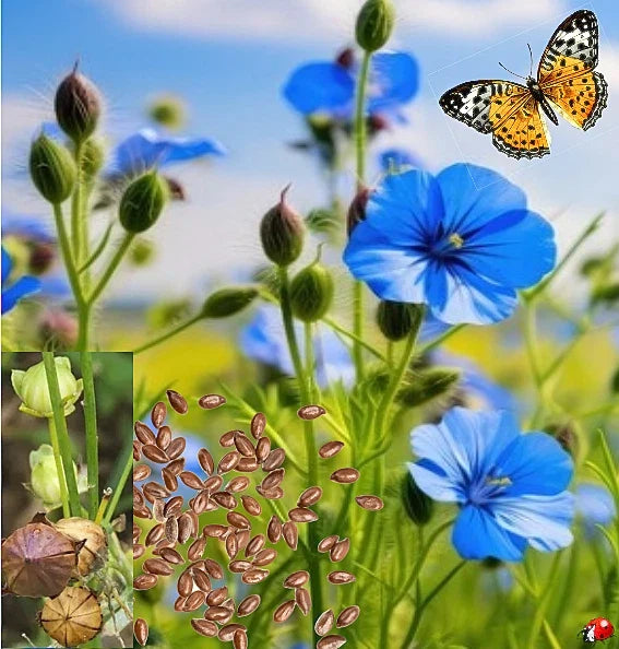 Blue Flower Flax Seeds - Non-GMO Wildflower Seeds for Garden, Meadow & Pollinator Attracting - Linum lewisii, USA Grown