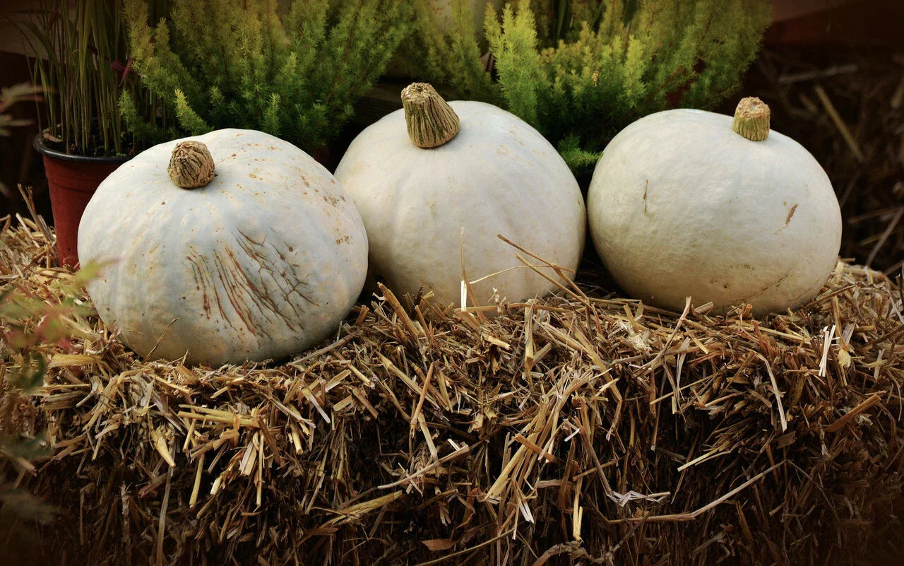 Amish Pie Winter Squash Seeds - NON-GMO Heirloom Tennessee Sweet Potato Variety