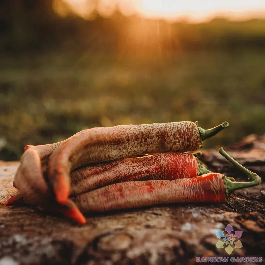 Hot Pepper Seeds - Vezeni Piperki Capsicum annuum - Spicy Culinary Garden Planting - USA Grown Seed Packet