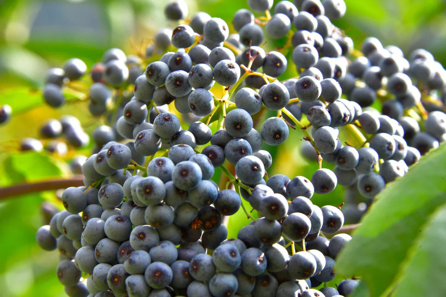 Blue Elderberry Seeds - 150 Pack Organic Sambucus Caerulea for Gardening