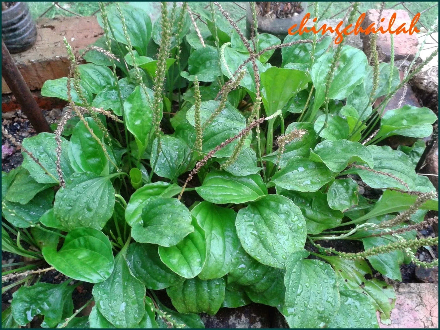 Plantago Major Live Plant Set of 3 | Edible Perennial Herb with Root System for Gardening & Culinary Use