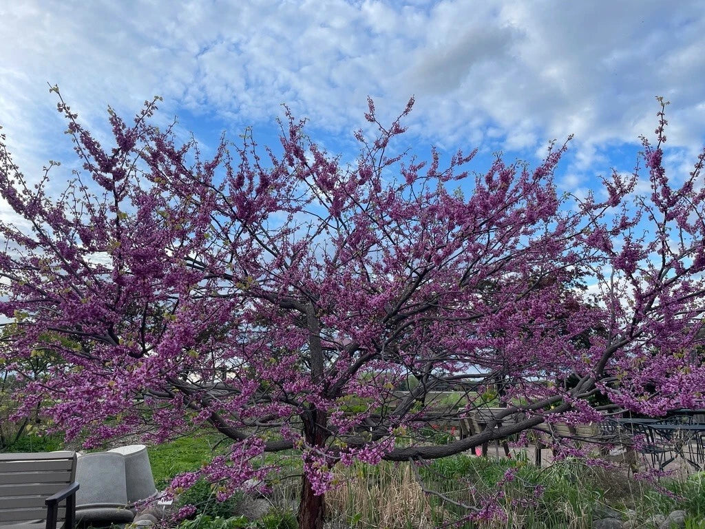 Eastern Redbud Tree Seeds - 100+ Cercis canadensis Pink Flowering Seeds for Garden, Landscape & Pollinator Attraction