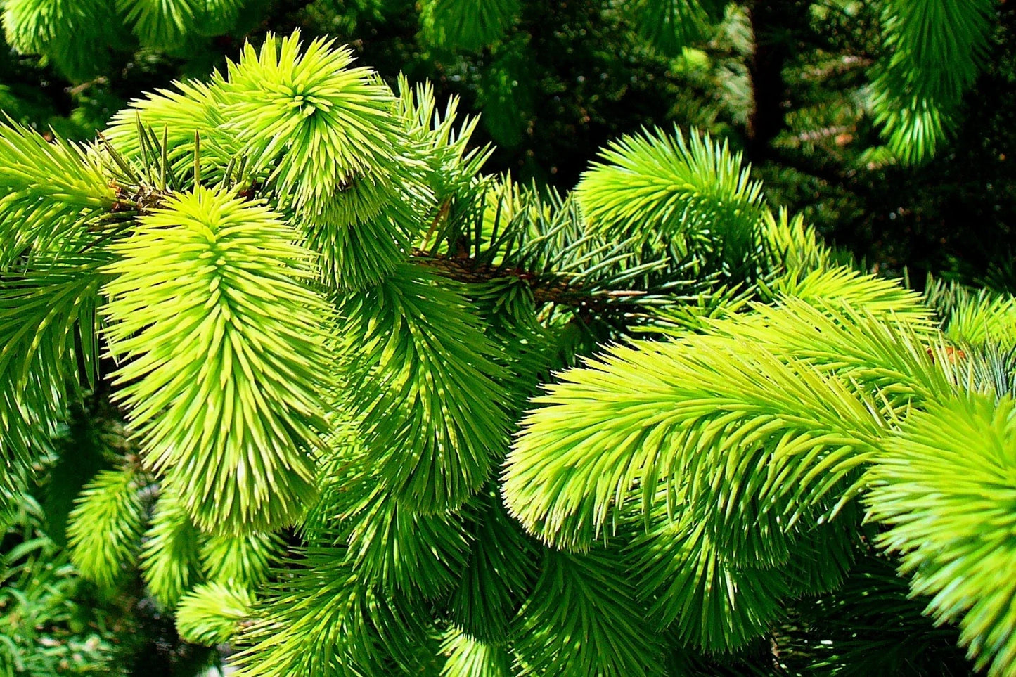 Sitka Spruce Seeds - 50 Pack for Reforestation & Landscaping - Picea sitchensis - Native Pacific Northwest Tree