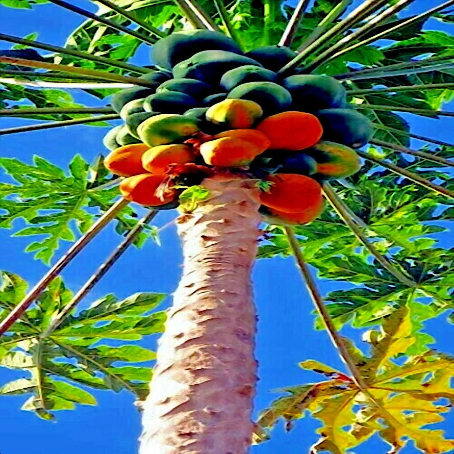 Carica Papaya Red Lady Seeds – Tropical Fruit Tree for Indoor Gardening, Large Melons, Non-GMO, Fast-Growing