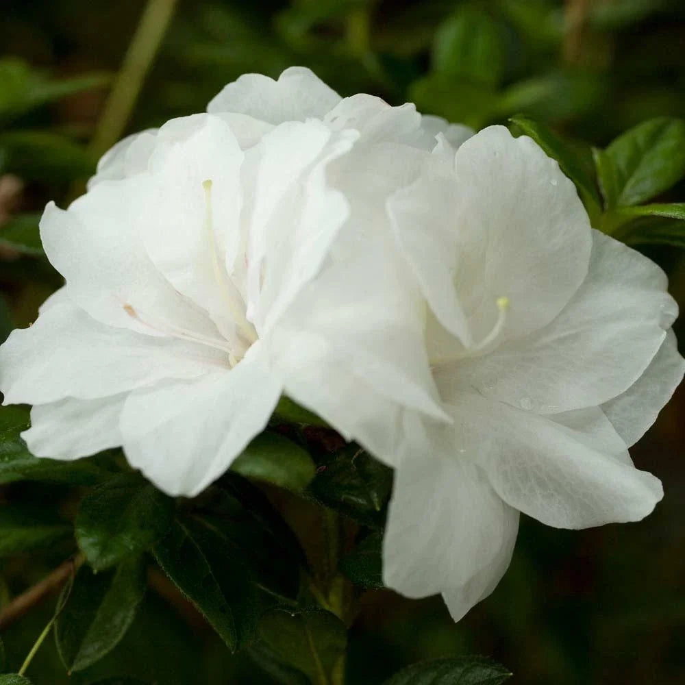 Encore Autumn Moonlight Azalea Starter Plant, Rhododendron 'Autumn Moonlight', Deciduous shrub, 1-gallon container