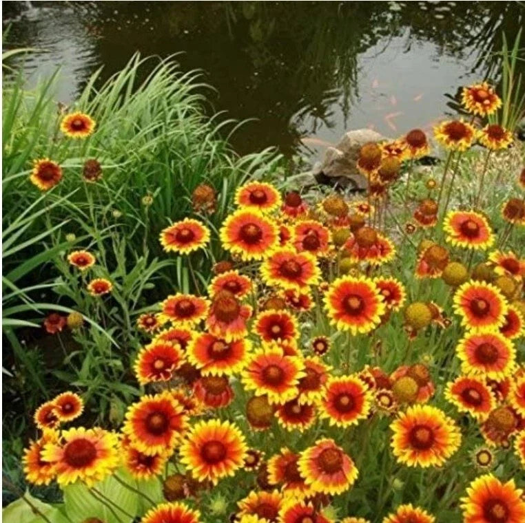 Indian Blanket Seeds - 100+ Gaillardia pulchella Wildflower Seeds for Meadow Garden, Vibrant Red and Yellow Blooms