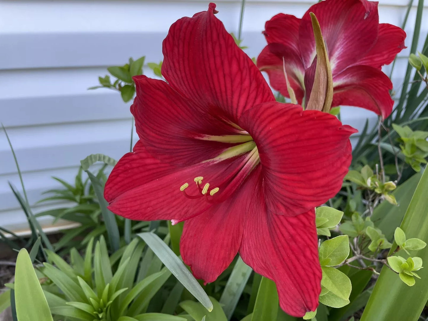 Red Giant Amaryllis Seeds - Hippeastrum - 30+ Vibrant Red Blooms - Indoor & Outdoor Planting