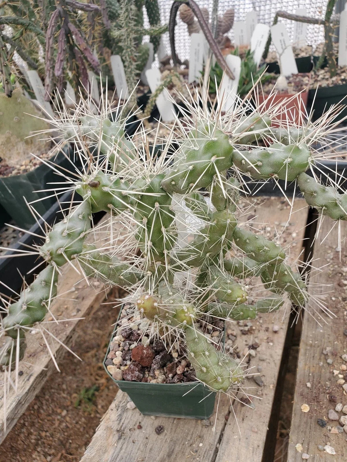 Cylindropuntia fulgida var. fulgida Cactus - Succulent Plant - Drought Tolerant Desert Garden Plant - Potted