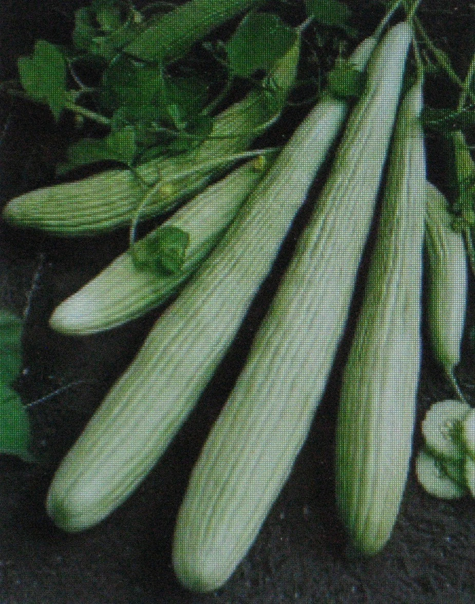 American Yard Long Cucumber Seeds – Cucumis sativus – Long, Slender, High-Yield, Pest-Resistant, 25 Seeds