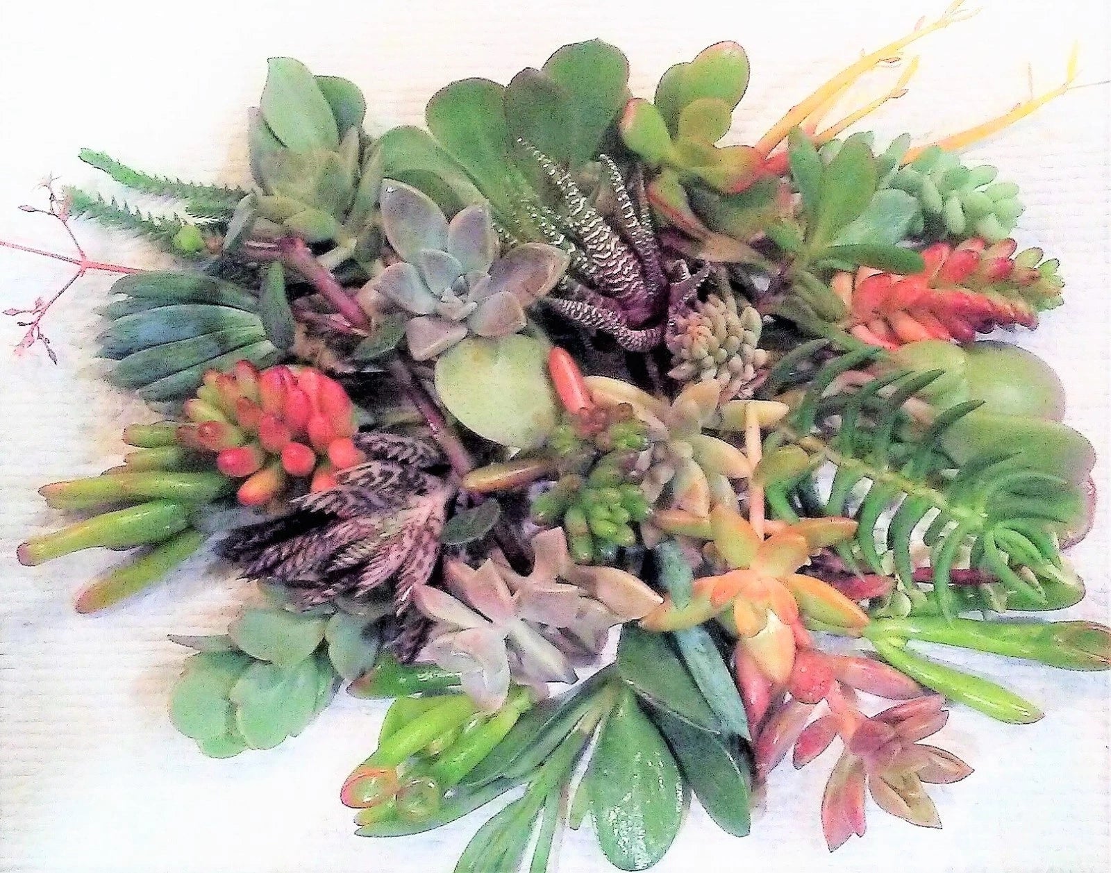 20 Succulent Cuttings Pack – 10 Varieties, 2-5 Inches, Healthy Propagating Succulents for Home Decor & Gardening