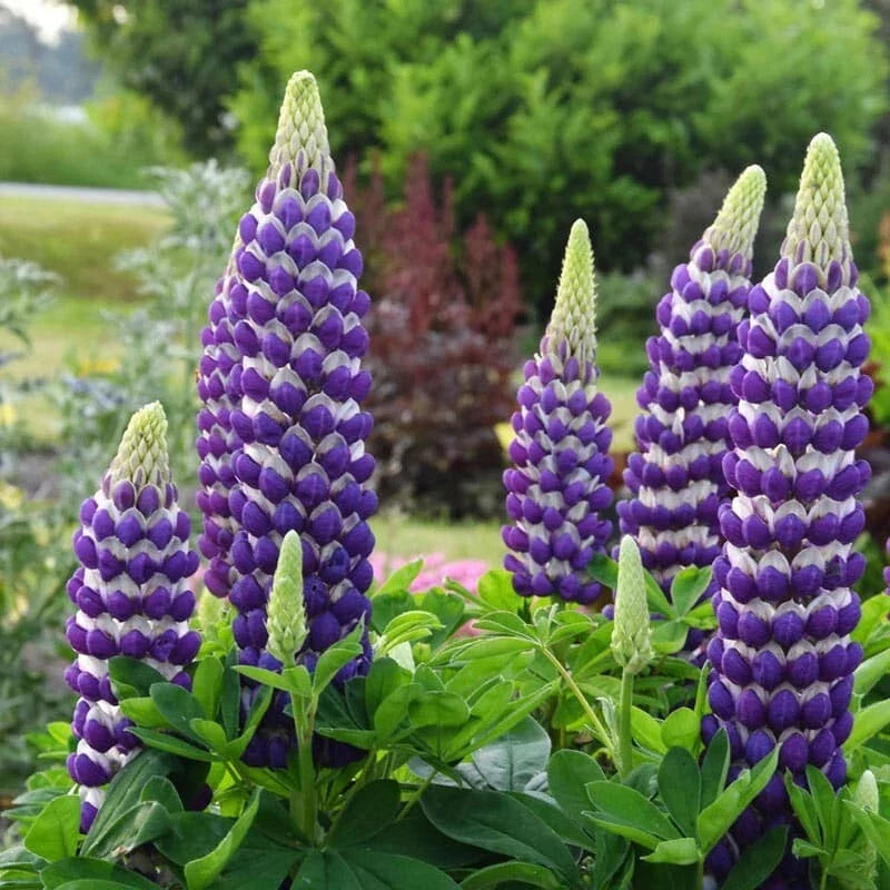 Blacksmith Lupine Seeds - Perennial Flower Seeds for Pollinator Gardens - Lupinus polyphyllus - Blue, Purple, Pink