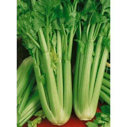 Golden Self Blanching Celery Seeds - Apium graveolens Vegetable Seeds for Home Gardening, Container & Spring Planting