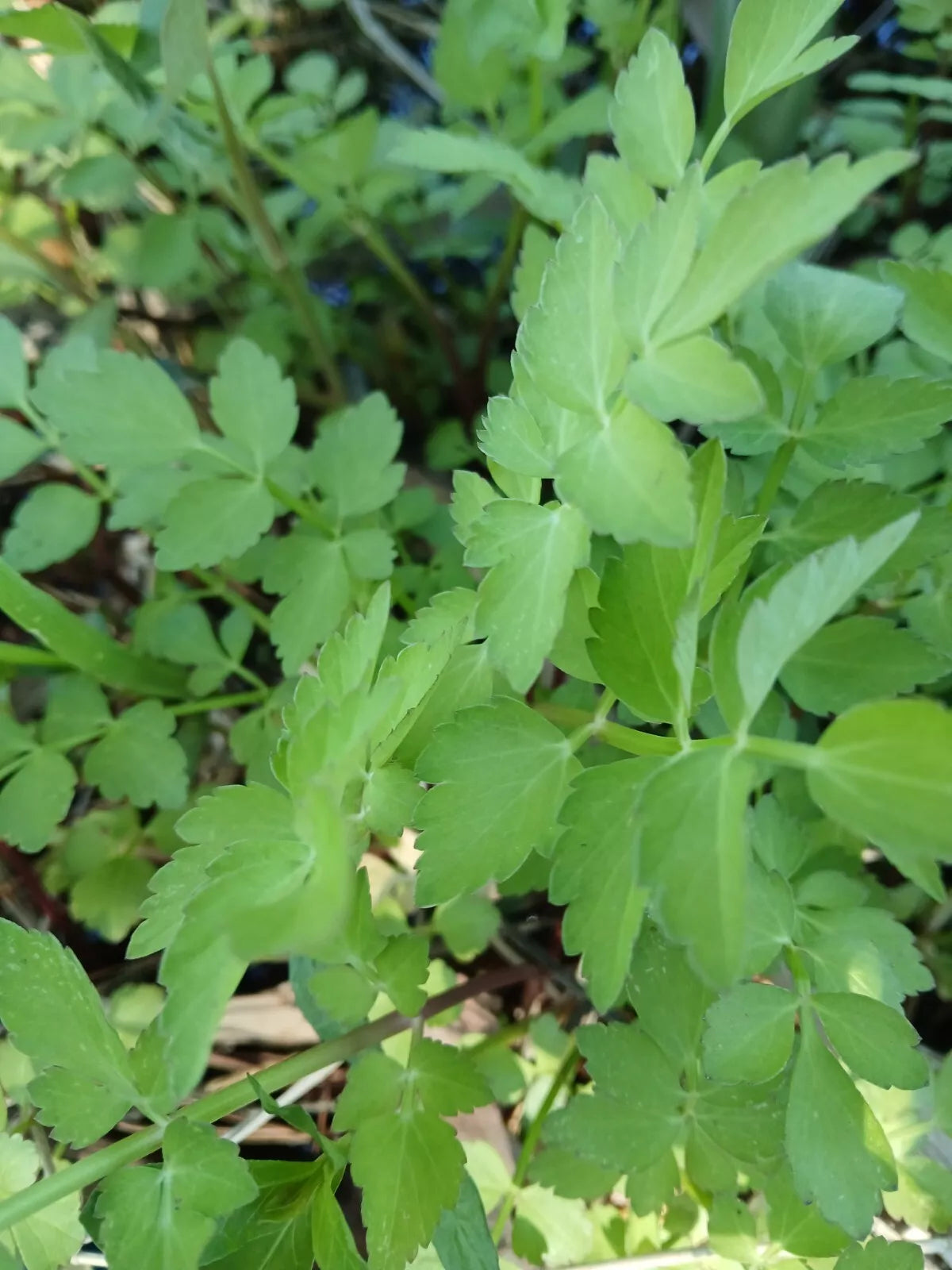 Rooted Water Celery Plants - 5 Pack, Green Leaves with White Flowers, Oenanthe javanica, Aquatic Pond Landscaping