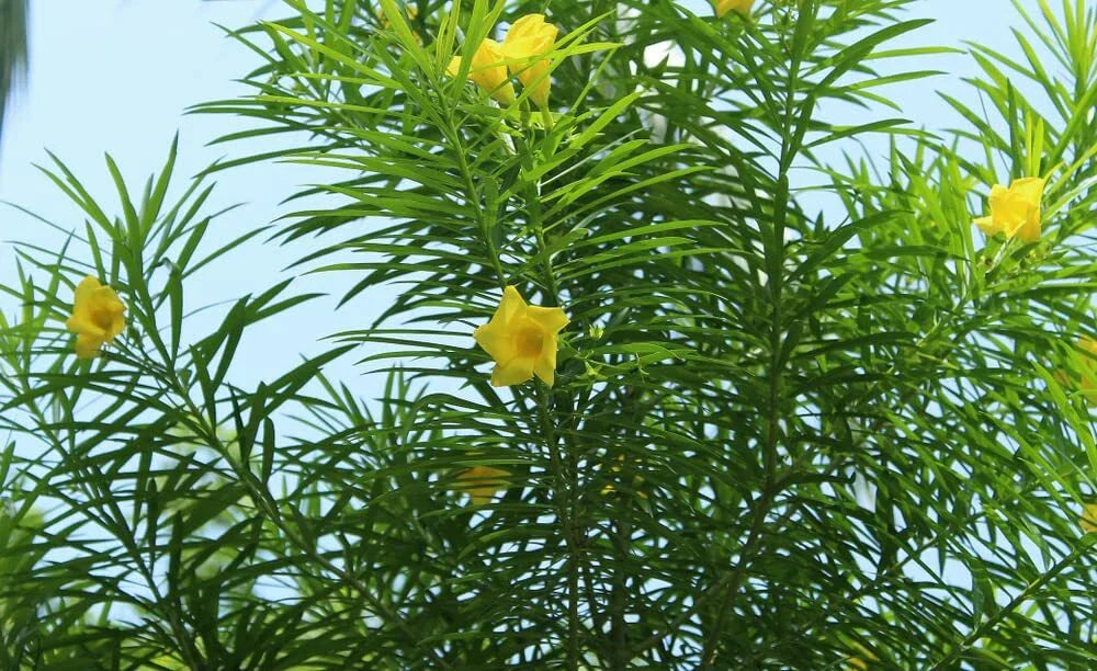 Lucky Nut Bush Seeds - 5 Seeds - Thevetia peruviana - Hardy Tropical Shrub
