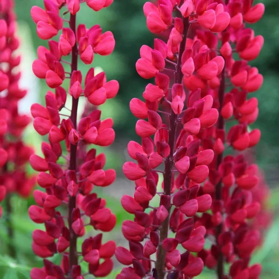 25 Lupine Seeds - Perennial Flower, Hardy Lupinus polyphyllus, Vibrant Blooms, Attracts Pollinators, Easy to Grow, US Seller