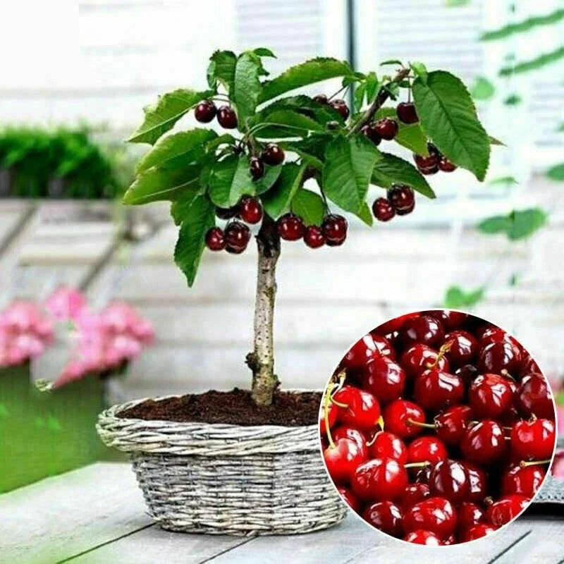Organic Cherry Seeds 20PC Prunus avium Fruit Tree Bonsai Gardening Supplies