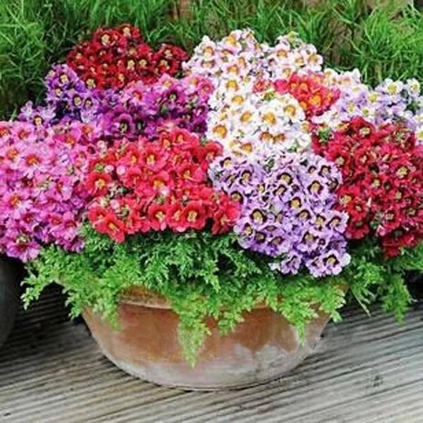 Schizanthus Butterfly Flower Seeds - Colorful Orchid-like Blooms for Sunny Windows