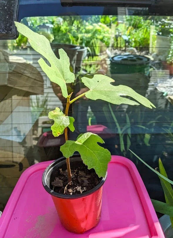 Rose Cinnamon Heart Starter Set – 4 Rooted Cuttings – Romantic Garden Plants – Rosa 'Cinnamon Heart'