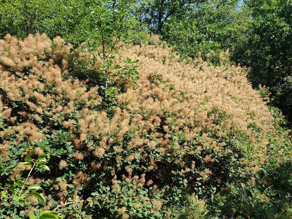 Cotinus Coggyria Smokebush Seeds - Brown Foliage, Ornamental Smoke Tree Seeds for Garden, Fast-Growing, Pollinator Attracting