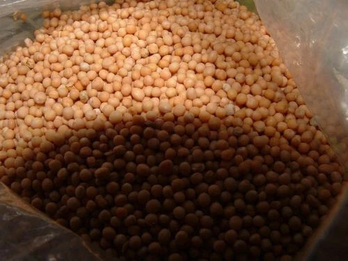White Mustard Seed - 4 Oz Non-GMO Sinapis Alba for Microgreens and Planting, Edible Seeds, Gardening Supplies