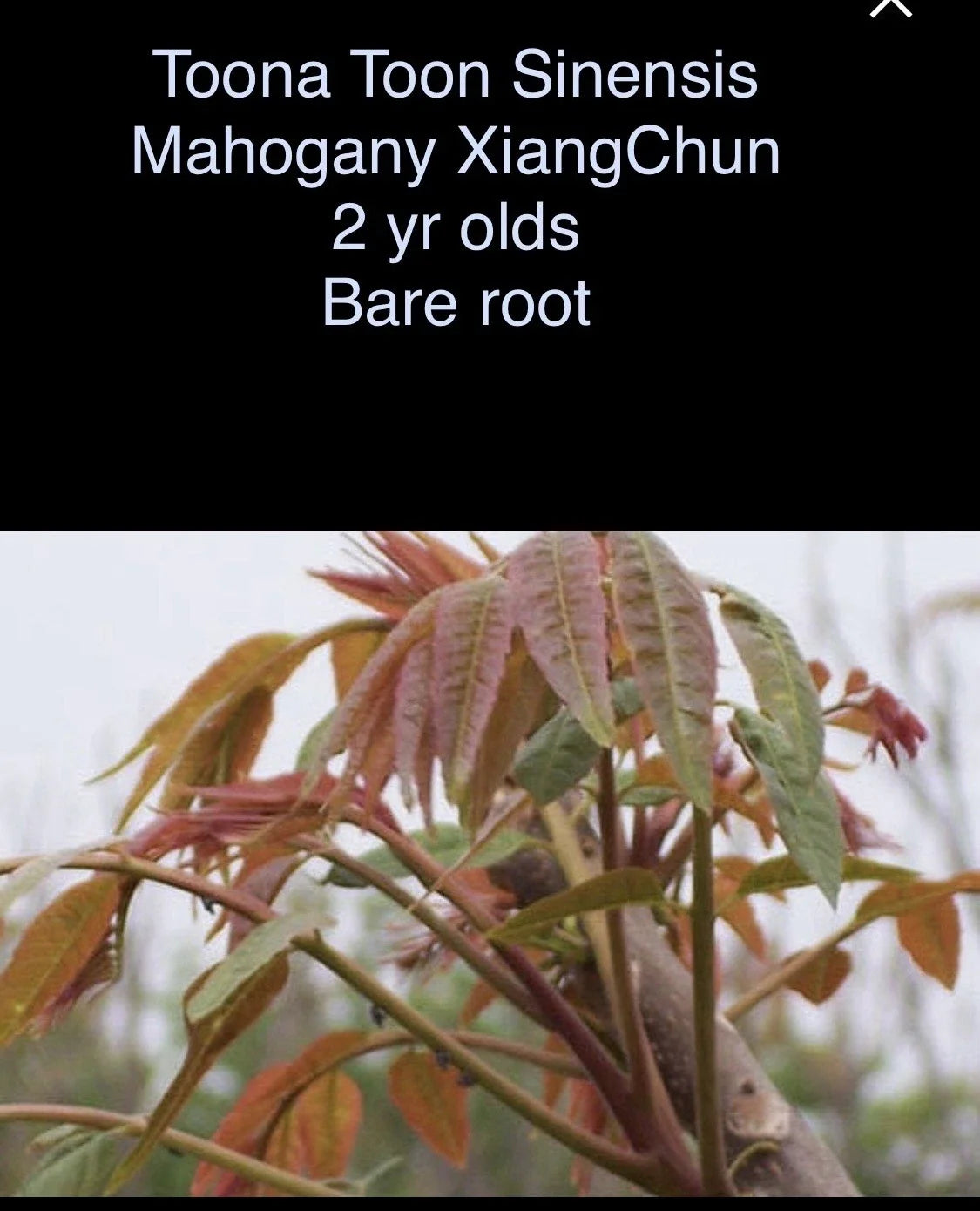 Toona Sinensis Mahogany XiangChun Bare Root Plant – 2-Year-Old, Fast-Growing Chinese Mahogany Tree, Garden Landscaping