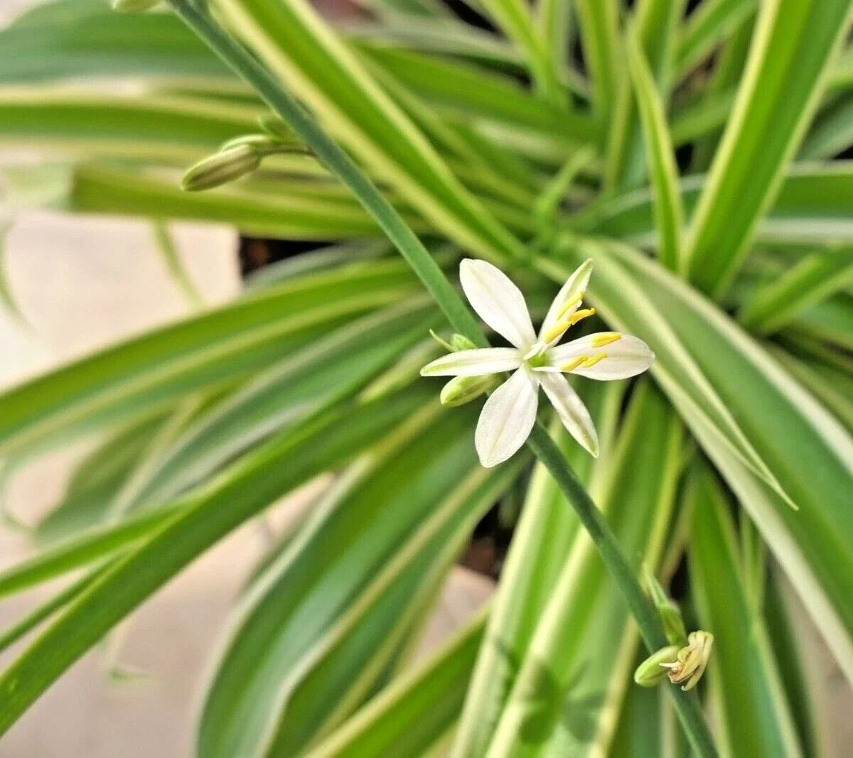 Spider Plant 8" Live Variegated Chlorophytum Comosum Easy Care Houseplant for Indoor Air Purification