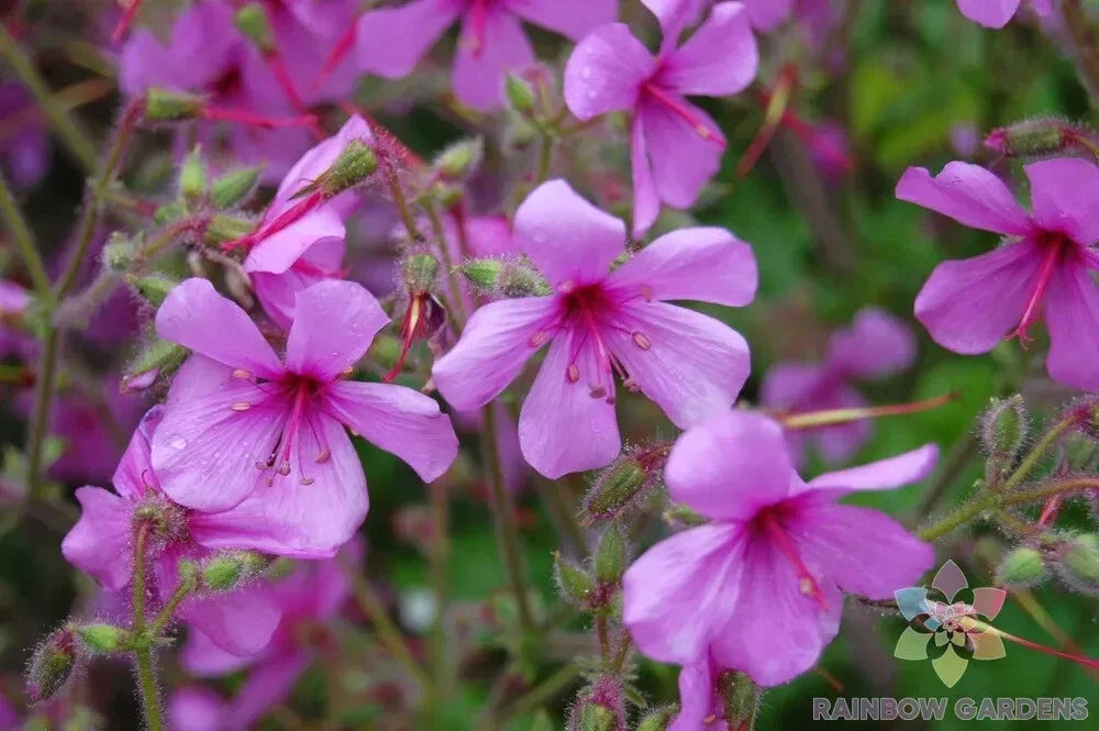 Canary Island Geranium Seeds - Pelargonium palmatum - 25+ Pack for Garden, Indoor & Outdoor Growth