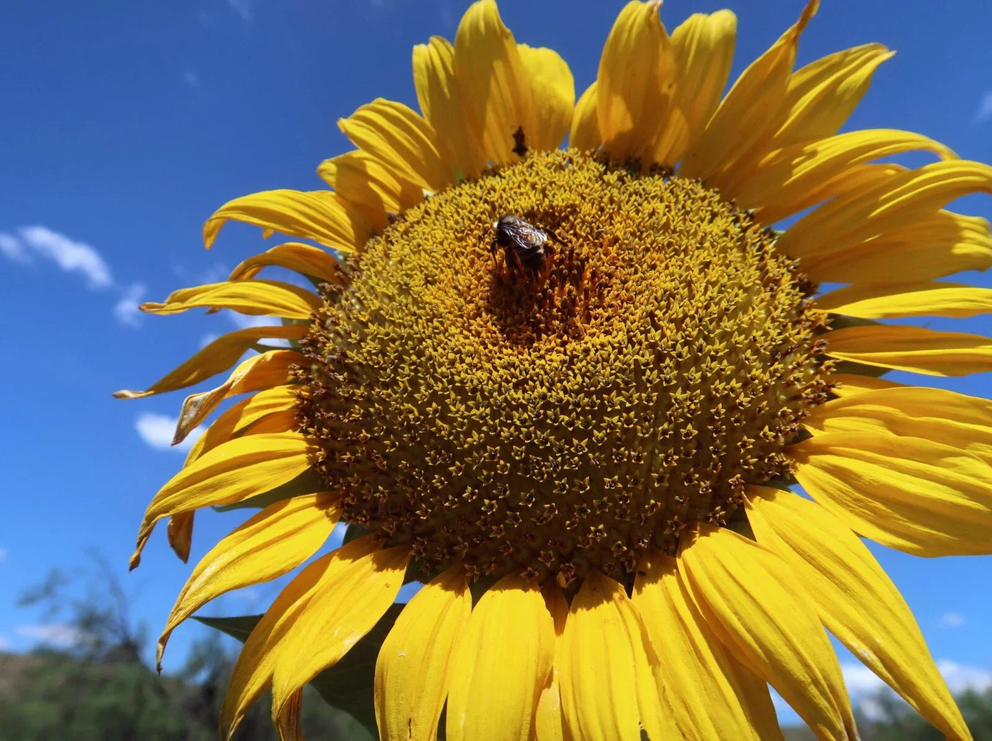 Mammoth Grey Stripe Sunflower Seeds - 25+ Count - Giant Helianthus annuus