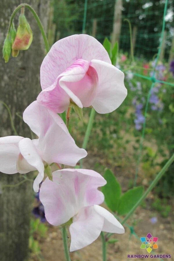 Enigma Sweet Pea Seeds – 50 Pack, Fragrant Climbing Flower, Lathyrus odoratus, Garden Planting, USA Made