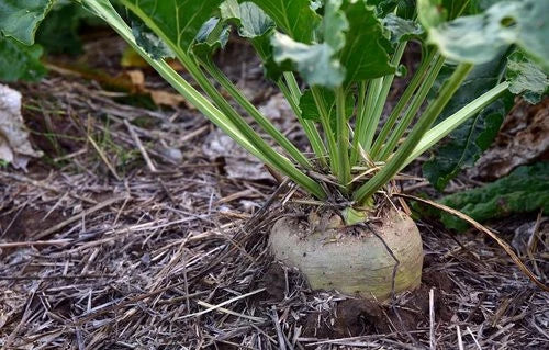 Heirloom Sugar Beet Seeds 500+ | Non-GMO Beta vulgaris for Sweet Cooking & Wildlife Attractant