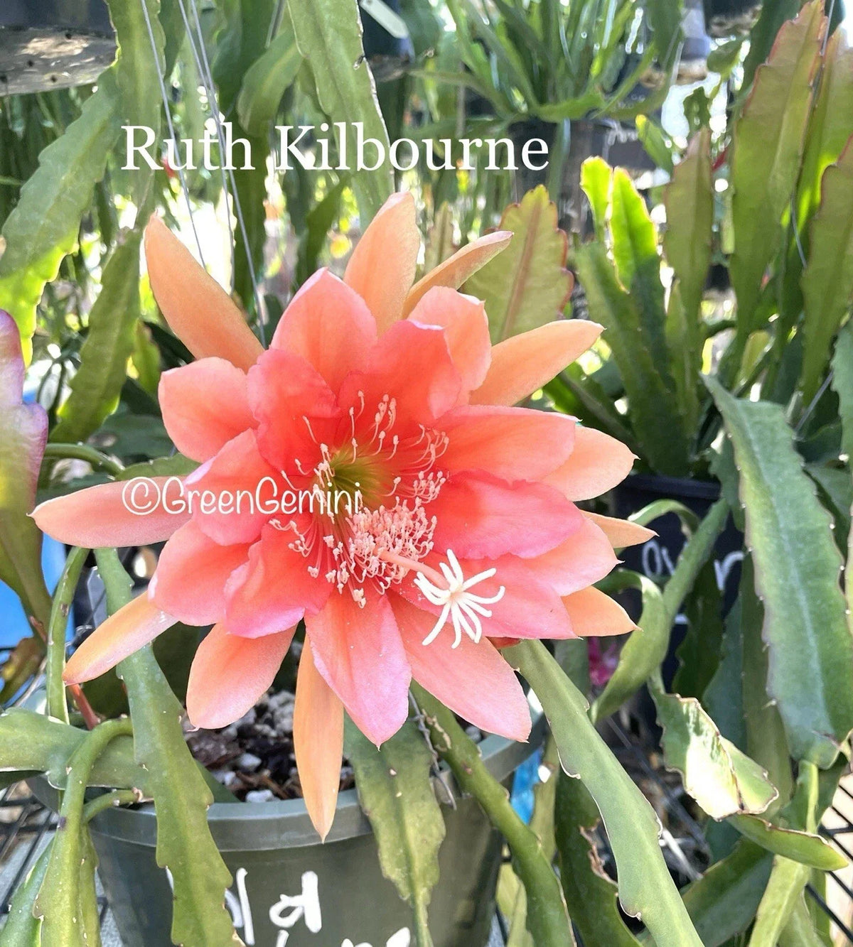 Epiphyllum Orchid Cactus Succulent Plant Ruth Kilbourne Variety Indoor Outdoor Houseplant